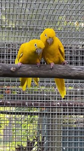 307K views · 10K reactions | Myko's Aviary on Reels | Facebook