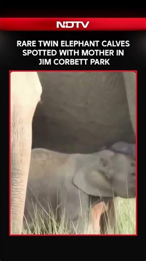 Mother Elephant With Her Rare Twin Calves Spotted In Jim Corbett Park