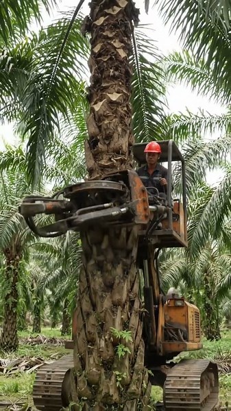 Amazing Mechanical Palm Oil Harvesting Machine at Work #Shorts #palmoil #shortsfeed