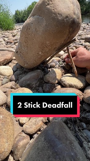 Deadfall traps are a genius bit of technology thats east to make and can keep you fed through any disaster #fyp #survival #bushcraft #primitive