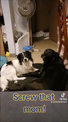 😳💋French kissing service dog