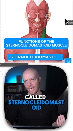 Kenhub | Learn anatomy and physiology 🧠 on Instagram: "Meet the sternocleidomastoid — the muscle behind your head posture… and your text-neck 🙃📱 Here’s what it does: 🔹 Bilateral contraction → flexes the neck → classic forward-head posture 🔹 Unilateral contraction → contralateral rotation (right muscle turns your head left!) 🔹 Also helps extend the upper cervical vertebrae So next time you catch yourself scrolling with your head hanging forward… blame your SCM 😉💀 Save this for your anatom