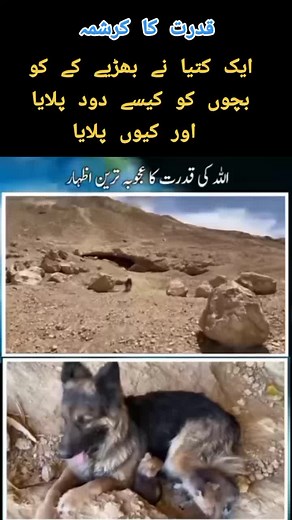 German Shepherd Observing in a Rocky Outdoor Setting