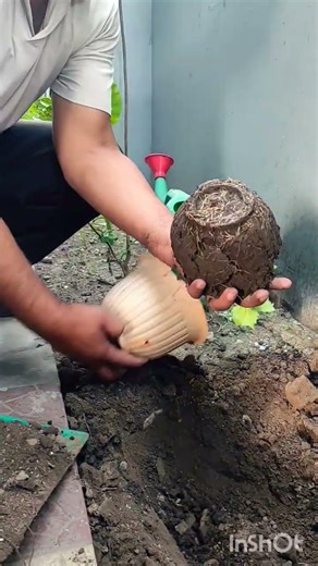 Hibiscus 🌺 Plant 🪴 Repoting #gardening #flowers #nature #short