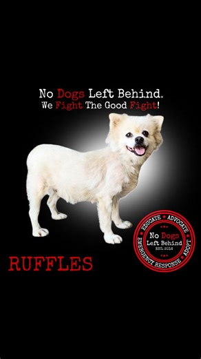 This is Ruffles story…this precious survivor was on a dog meat truck with over 100 dogs this summer…tragically.. many of those lives perished before we were able to saved them 💔. Ruffles was one of the lucky ones saved. When we lifted Ruffles out of the butchers cage…tears welled up in her eyes…but she made no sound. She didn’t fight. She didn’t bark. She was afraid. She did not yet understand she was safe. Ruffles has improved…we see the beginnings of a sparkle in her eyes…and she has one wish