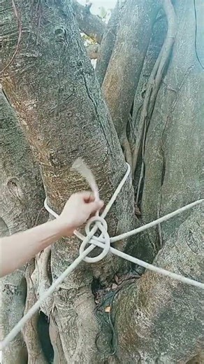 Double Tree Base Anchor with Bowline Knot