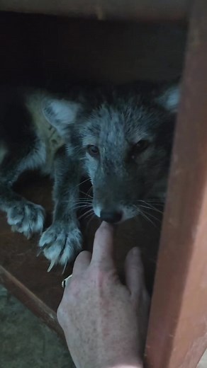 This weekend we took in six Arctic fox from a fur farm. Yes, fur farming is legal in the United States and sadly still occurs. You may be asking, what is a fur farm? In the US a fur farm is a place where animals, such as fox, are kept in tiny cages, recieve no medical care, enrichment or kindness. They are either harvested and killed in horrific ways for their pelt, or live for years breeding in horrendous conditions while being abused and neglected until they are no longer able to breed and are