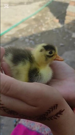 Cutest Duckling Ever! 🐤 Quacking Joy in 10 Seconds #shots #nature