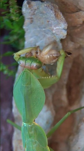 🦗 Giant Asian Shield Mantis Hunting on the Rock 🦗