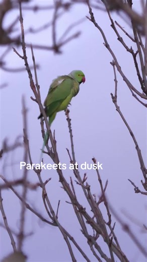 Every night at dusk the trees at Grove Park Nature Reserve are filled with the unmistakable sound of ring-necked parakeets 🦜 Once hundreds of them are assembled they make their way across the railway to roost in Hither Green Cemetery. You might’ve seen this featured in documentary Wild London with David Attenborough, the BBC One documentary, co-produced by @London Wildlife Trust Last weekend we joined Wild South London for their first event of 2026: a collaboration with the lovely folks Grove P