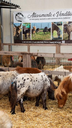 1.8K views · 5.8K reactions | ️ Camminata ufficiale di Halloween… versione mini!  I nostri Mini Pony sfilano con passo deciso (e musica perfetta) come veri protagonisti del trend del momento ✨ Mini sì, ma con stile da passerella!  Ultima occasione per vederli dal vivo: siamo a FieraCavalli Verona solo per questo pomeriggio! Non perderti la camminata più dolce della fiera  | Miniature Horses allevamento & vendita | Facebook