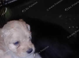 Due to be homed October 2025. Two cream girls .one cream boy. 4.black girls.3 black boys - £550