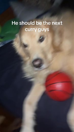 Dog Plays Basketball Like a Pro