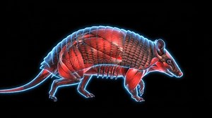 Armadillo Muscle Anatomy Detailed Loop on Black Backdrop Shows Muscular Structure, Internal Organs, and Skeletal System with Red Stock Footage - Video of visualization, isolate: 411965574