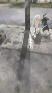 2.7K views · 57 reactions | REPORTE VISUAL Este perrito lo vi por satélitS Av. Zarumuilla Segundo Segundo | Refugio Animal Chiclayo | Facebook