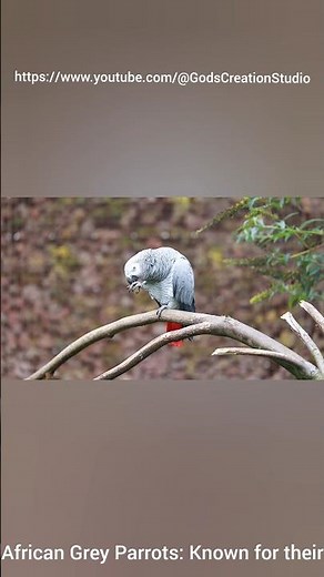 African Grey Parrot | The World’s Most Intelligent Talking Bird 🦜 | Documentary#AfricanGreyParrot