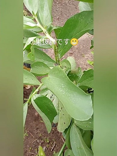 5月3日 実家畑 空豆のアブラムシ対策〜油石鹸水と言うV作戦〜