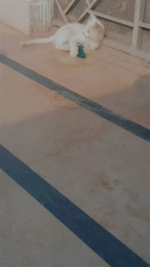 “Cute White Cat Playing 🐾 | Adorable Cat Moments | Viral Cat Short”