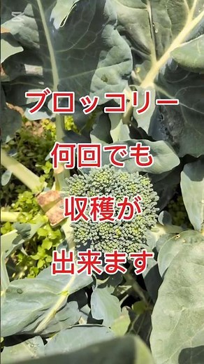 Broccoli 🥦 can be harvested multiple times.