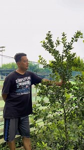 Hitik sa bunga | daddy D