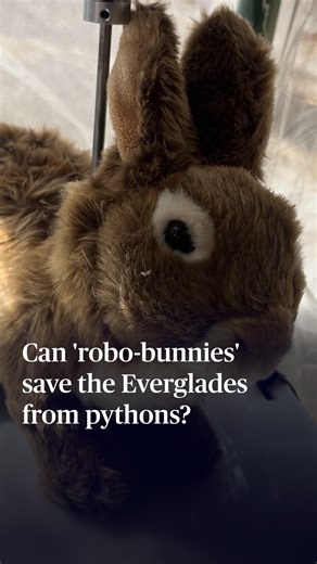 10K views · 160 reactions | Wildlife biologists in Florida have a new...