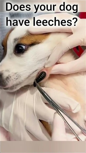 Does Your Dog Have Leeches? Here’s the Quick Test!#shorts