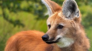 2 wolves with manes have just settled in at the Lille zoo