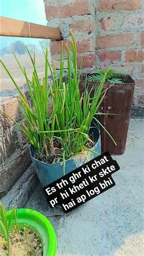 chat m kheti🌾👳‍♀️ # किसान #khetibadi #shortvideo #coridor #kating #vegetables