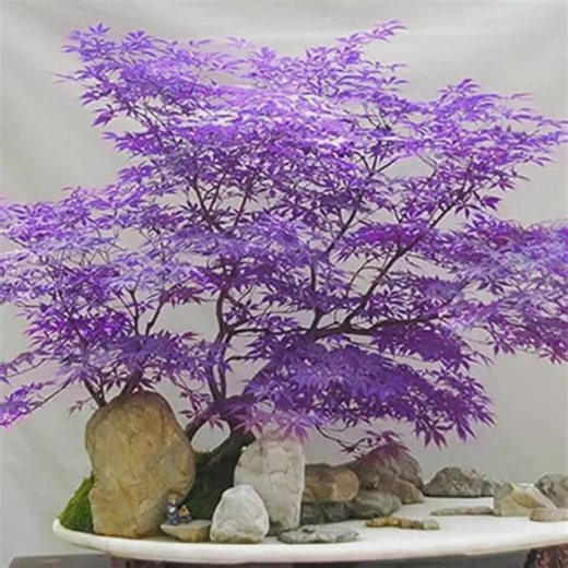 Ghost Purple Maple Tree – Rare Japanese Acer Plant Seeds - Etsy