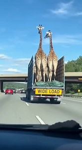The Giraffes Almost Lost Their Heads!🦒😱 | Magic Pixel