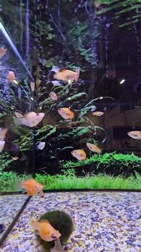 Peaceful Aquarium Fish 🐠 | Relaxing Underwater View – Part 1