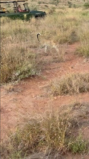 Cheetah & Leopard | Big Cats of Kenya’s Savannas | Safari Short with Lenkoko #safariwithlenkoko