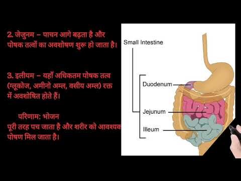Digestive System l Human Digestive System explanation in Hindi 