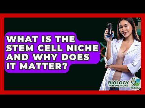What Is The Stem Cell Niche And Why Does It Matter? - Biology For Everyone