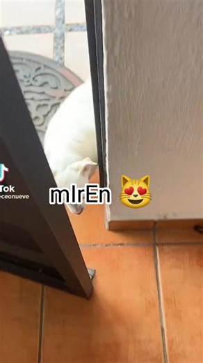 El divertido perro Panzón que te hará reír