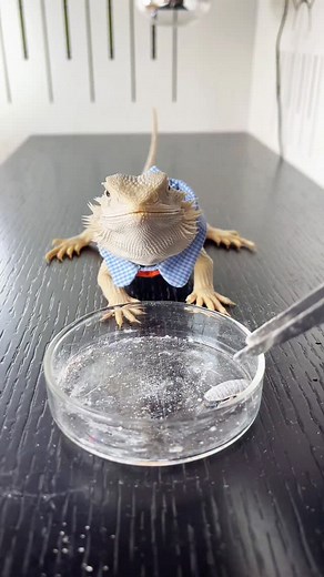 Bearded dragon, reptile, hunting moment, scientific pet care guide, everything is cute project. | Kasim Birds Farm