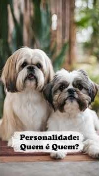 Shih Tzu and Lhasa Apso Dog Breeds: Learn the Main Differences!