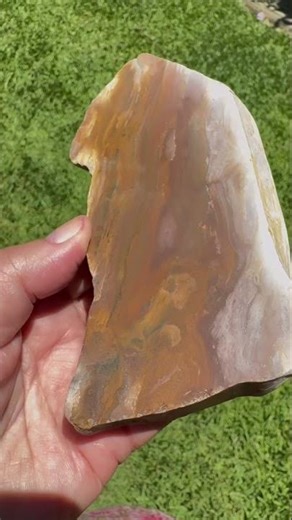 Australian Petrified Wood Slice | Polished Fossilised Timber