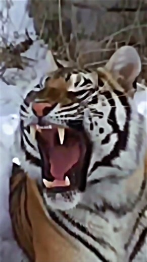 Tigers are the king of the jungle, Lions are the king of the savannah. #shorts #edit #lionvstiger