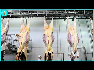 High Quality Beef Breeding and Processing Technology - Robotic Beef Slicing