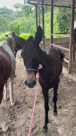 1.4K views · 35 reactions | The baby mule training is progressing nicely. Anyone have any tips on lessons for weanlings? It’s been a long time since I’ve worked with something that isn’t old enough to ride. #muletraining #mule #mules #palominocolumbia #Muleskinner #horsetrainingtips #columbia | Mark Patterson | Facebook
