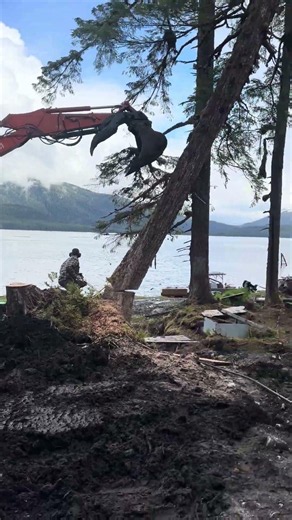Sometimes we just need a little help from our friends 😆 #treefelling #alaska #boatlife #sailaway