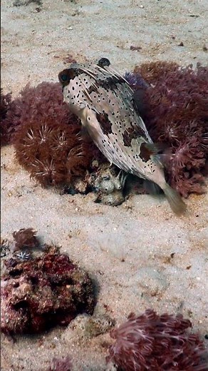 The Porcupine Pufferfish