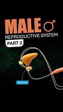 PART 2: Male Reproductive System | #reels #biology #medicos #doyouknow
