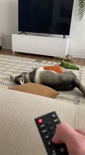 Husky's Over-the-Top Reaction to Channel Change | Drama King Dog