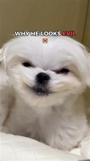 The Crazy Secret About Small Dogs 🤫