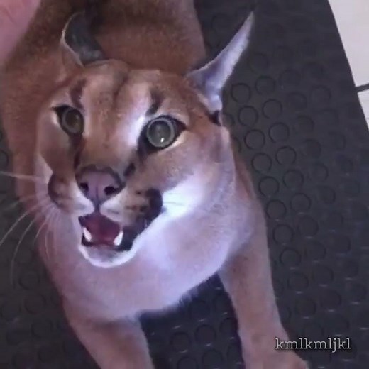 Angry caracal