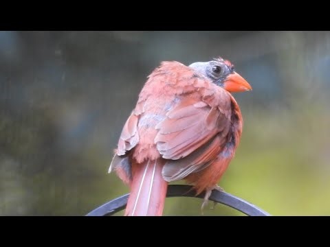 Molting Northern Cardinals