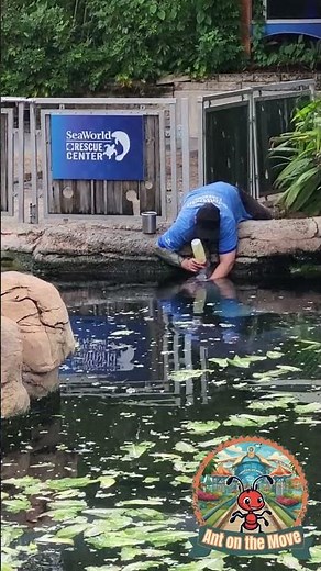 Baby Manatee Bottle Feeding at SeaWorld Orlando!