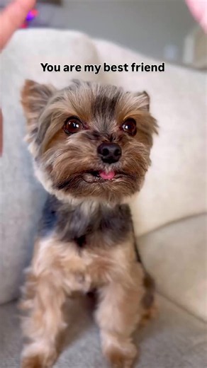 Yes, I’m not the least bit shocked about that. Now please hand me another treat. #yorkie #bestfriend #dogmom #dogdad
